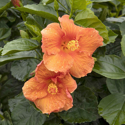 Hibiscus rosa-s. 'Jazzy Jewel Amber'® PPAF - Jazzy Jewel Amber Hibiscus - 5 Gall