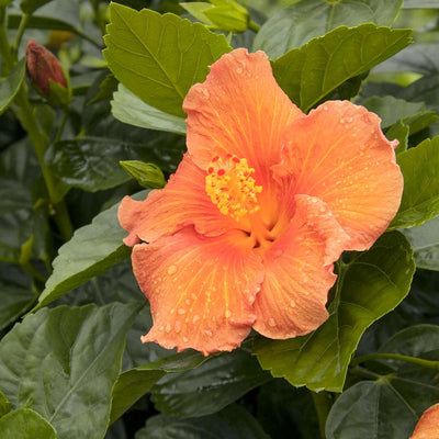 Hibiscus rosa-s. 'Jazzy Jewel Amber'® PPAF - Jazzy Jewel Amber Hibiscus - 2 Gall
