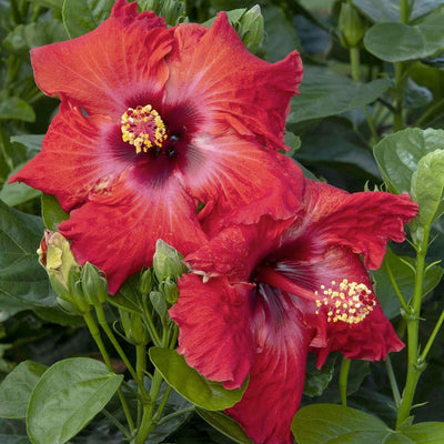 Hibiscus rosa-s. 'Jazzy Jewel Ruby'® PPAF - Jazzy Jewel Ruby Hibiscus - 2 Gallon
