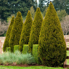 Juniperus chinensis 'Spartan' - Spartan Juniper - 5 Gallon