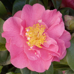 Camellia 'Kumasaka' - Kumasaka Camellia - 5 Gallon