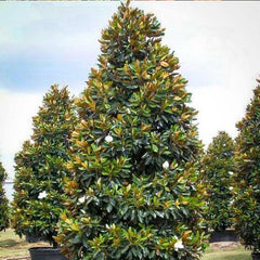 Magnolia grand. 'Little Gem' - Little Gem Dwarf Southern Magnolia - 7 Gallon