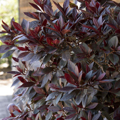 Azalea 'Little John' - Little John Azalea - 5 Gallon