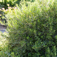 Olea europaea 'Little Ollie'® - Little Ollie Dwarf Olive - 1 Gallon