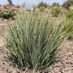 Dianella revoluta 'Little Rev'™ PP - Little Rev Flax Lily - 1 Gallon