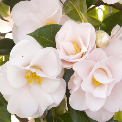 Camellia 'Magnoliaeflora' - Magnoliaeflora Camellia - 5 Gallon