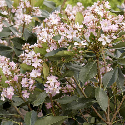 Rhaphiolepis 'Majestic Beauty'® - Majestic Beauty Indian Hawthorn - 5 Gallon