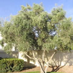 Olea europ. 'Majestic Beauty'® - Majestic Beauty Fruitless Olive - 5 Gallon