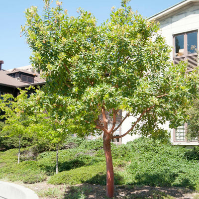 Arbutus 'Marina' - Marina Strawberry Tree - 5 Gallon