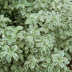 Pittosporum 'Marjorie Channon' - Marjorie Channon Pittosporum - 2 Gallon