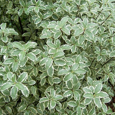Pittosporum 'Marjorie Channon' - Marjorie Channon Pittosporum - 2 Gallon