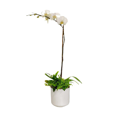 Orchid & Greens in Medium White Pot