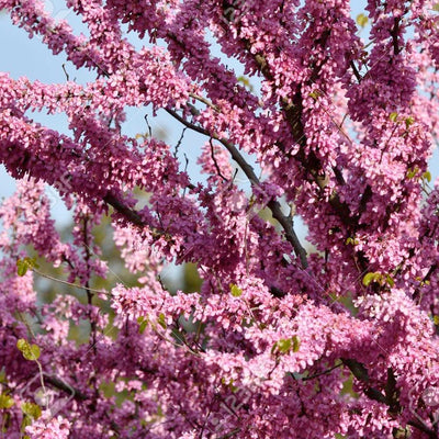 Cercis mexicana - Mexican Redbud - 5 Gallon