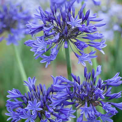 Agapanthus 'Midknight Blue'® - Midknight Blue Agapanthus - 1 Gallon