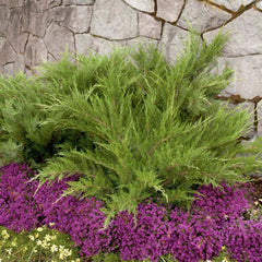 Juniperus chin. 'Mint Julep'® - Mint Julep Juniper - 5 Gallon