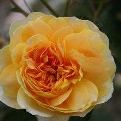 Molineux - 5 Gallon