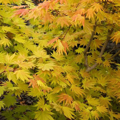 Acer palmatum 'Shir Autumn Moon' - Japanese Maple 'Autumn Moon' - 2 Gallon