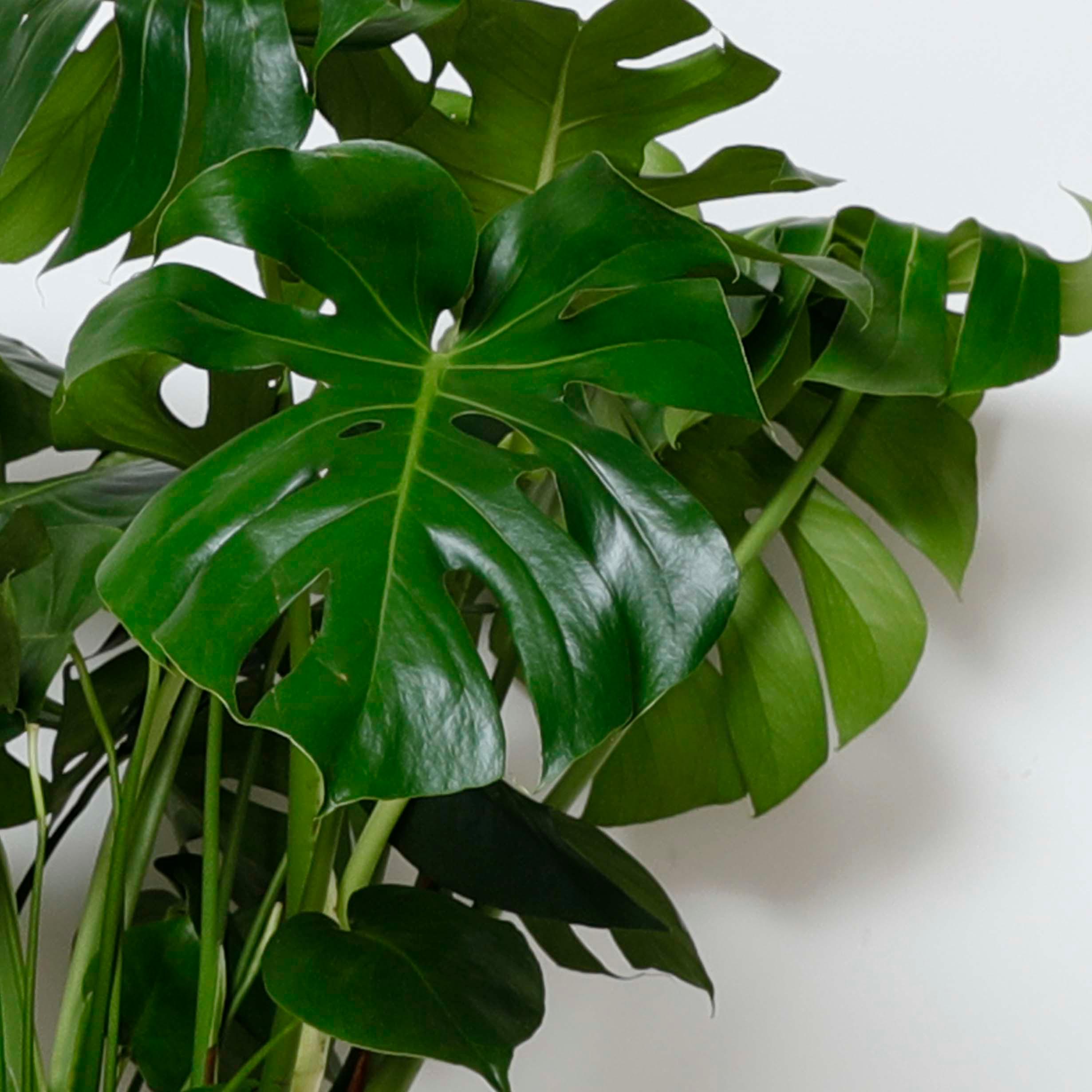 Monstera Deliciosa - 10"  Roger's Gardens