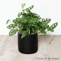 Swiss Cheese Plant - Monstera adansonii - 8