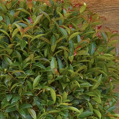 Eugenia 'Monterey Bay' - Monterey Bay Brush Cherry - 5 Gallon
