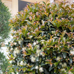 Syzygium 'Monterey Bay' - Monterey Bay Brush Cherry - Spiral 5 Gallon