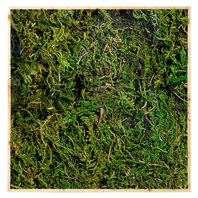 Fresh Green Mountain Moss
