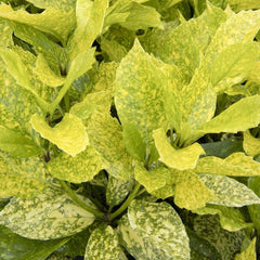 Aucuba 'Mr. Goldstrike' - Mr. Goldstrike Aucuba - 2 Gallon