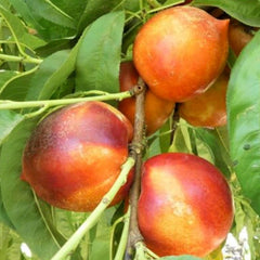 Nectarine Arctic Star- 5 Gallon