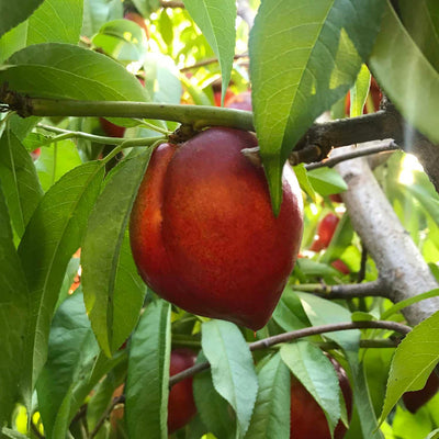 Snow Queen Nectarine- 10 Gallon