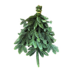Noble Fir Bunch