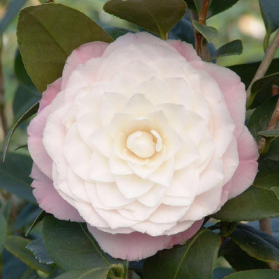 Camellia 'Nuccio's Pearl' - Nuccio's Pearl Camellia - 2 Gallon