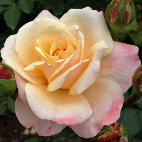 Happy pureローズ^ - ^ OhHappyDay_Eleganza_grande.jpg