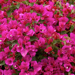 Bougainvillea 'Oo-La-La'® - Oo-La-La Bougainvillea - 5 Gallon