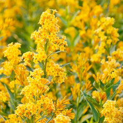 Cestrum 'Orange Peel' - Orange Peel Jasmine - 2 Gallon