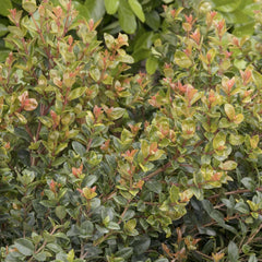 Syzygium 'Orange Twist' - Orange Twist Brush Cherry - 5 Gallon