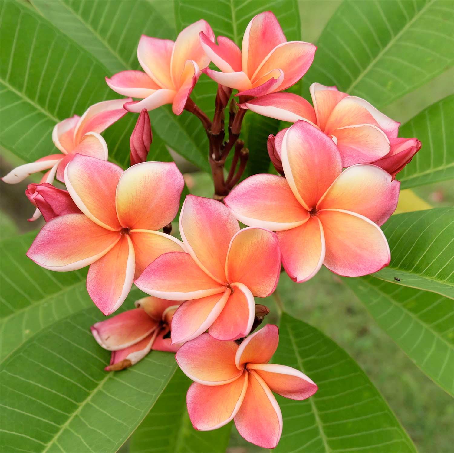 Plumeria 