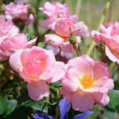Peachy Knock Out - 2 Gallon
