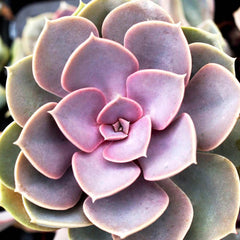Echeveria 'Perle Von Nornberg' - Perle von Nurnberg Echeveria - 1 Gallon