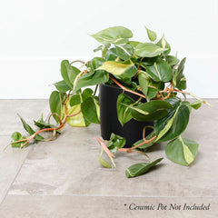 Philodendron cordatum 'Brasil ' - 6