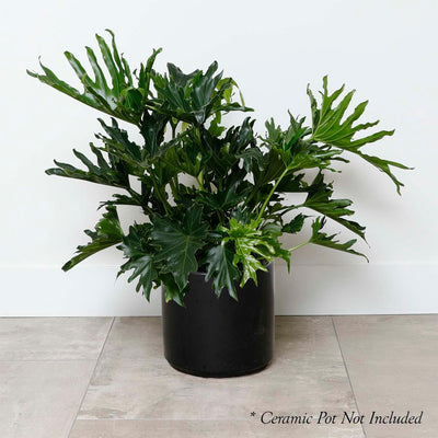 Philodendron Lickety Split - 8in