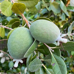 Feijoa sellowiana - Pineapple Guava - 5 Gallon