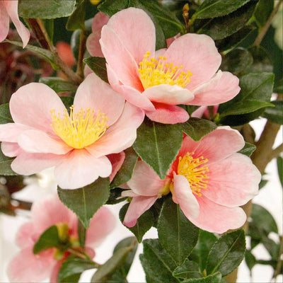Camellia 'Pink Yuletide'® PP - Pink-A-Boo Camellia - 2 Gallon