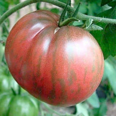 Berkeley Tie Dye, Pink - 4