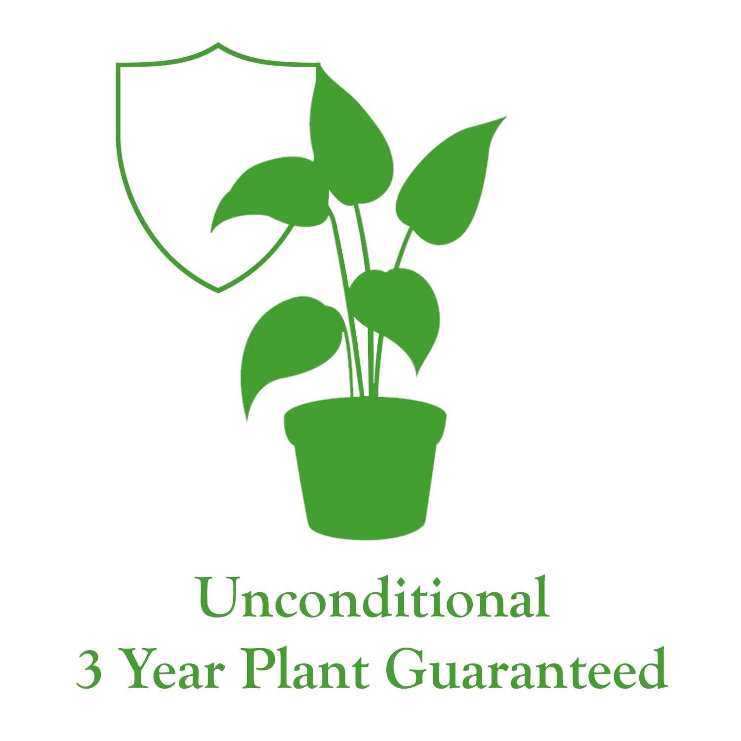 Dracaena Marginata - 10