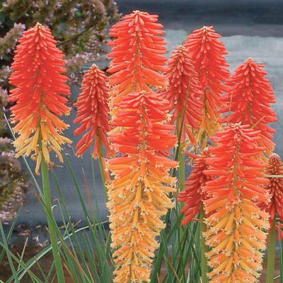Kniphofia 'Poco™ Sunset' - Poco Sunset Dwarf Red Hot Poker - 1 Gallon