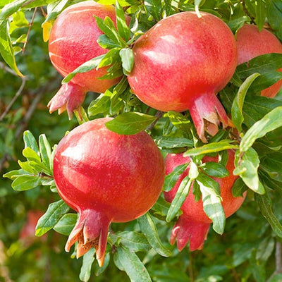 Pomegranate 'Punica Parfianka' - #5 Gallon