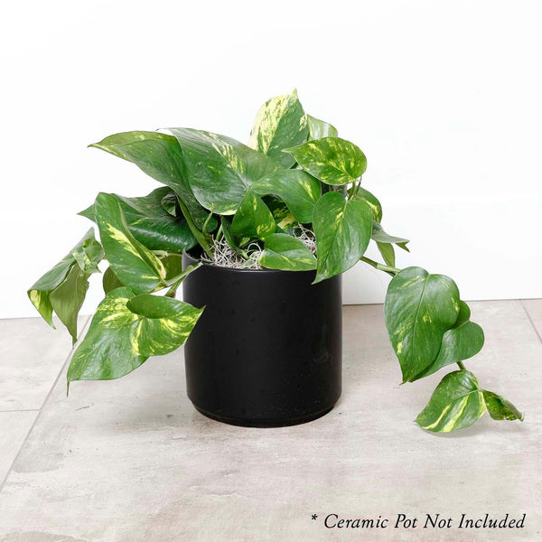 pothos near me Golden Pothos - Epipremnum aureum