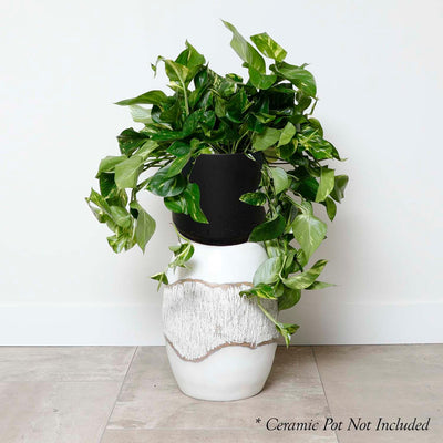 Golden Pothos - Epipremnum aureum - 10" POT