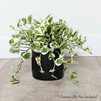 Pothos N Joy - Scindapsis aurea - 6in