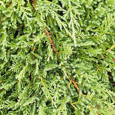 Juniperus h. 'Prince Of Wales' - Prince of Wales' - Prince of Wales Juniper - 2